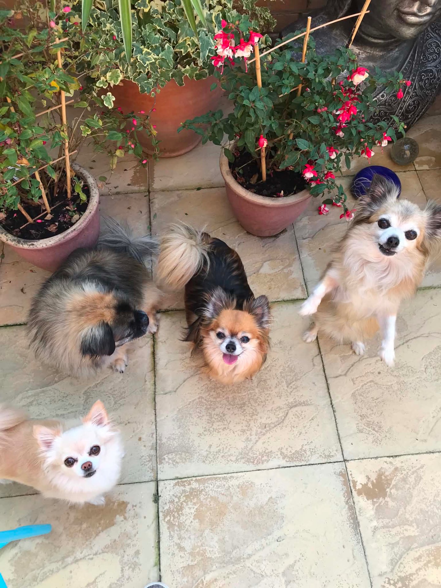 Dog Visits at Silver Service Pet Care
