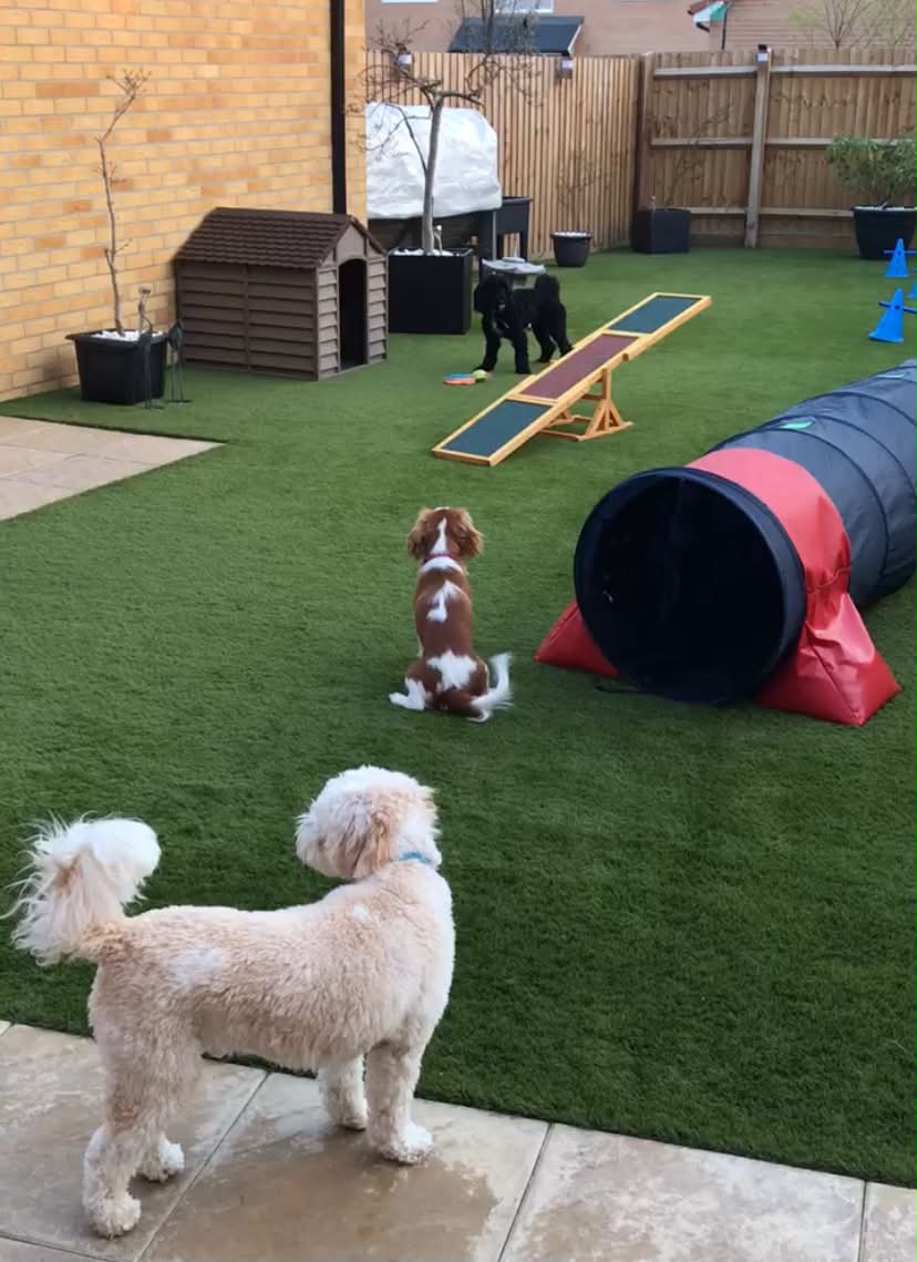 Doggy Daycare at Silver Service Pet Care