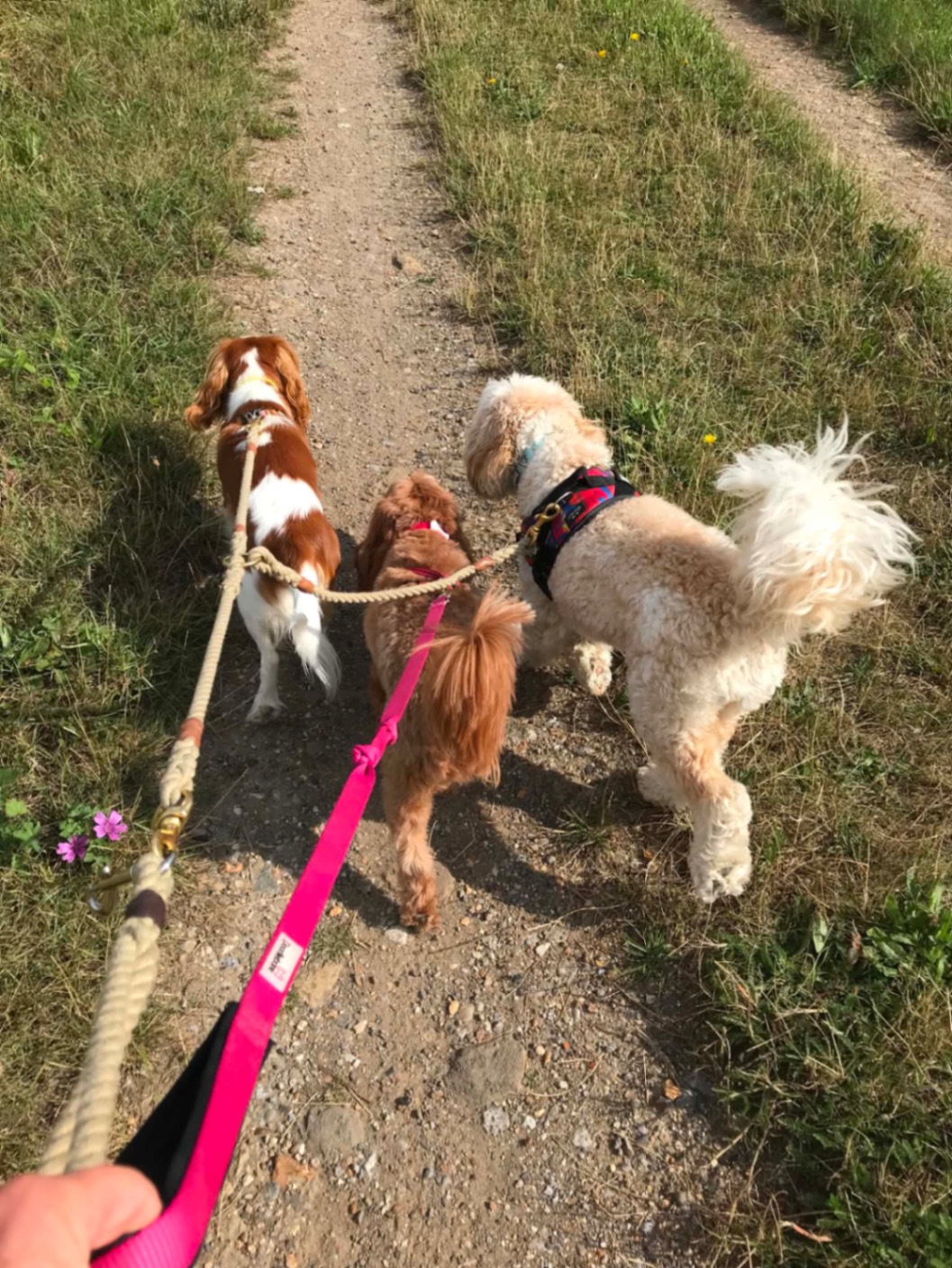Dog Walking at Silver Service Pet Care